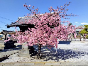 桜の開花１