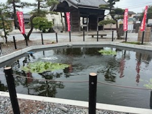 池の金魚